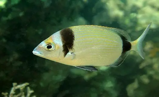 Karagöz (Diplodus vulgaris) balığı, su altındaki kayalık alanlarda hızla hareket ederek çevresine uyum sağlayan ve besin arayan bir türdür.