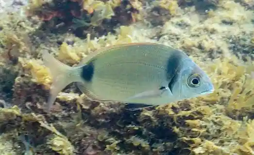 Karagöz (Diplodus vulgaris) Rutin Gezmede