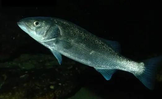 Levrek Avında: Başarıyı Garantileyen Taktikler 1 Levrek balığının gümüş renkli gövde yapısı ve baş detayı