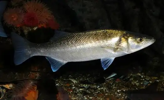 Levrek Avında: Başarıyı Garantileyen Taktikler 3 Levrek karanlıkta avını bekliyor