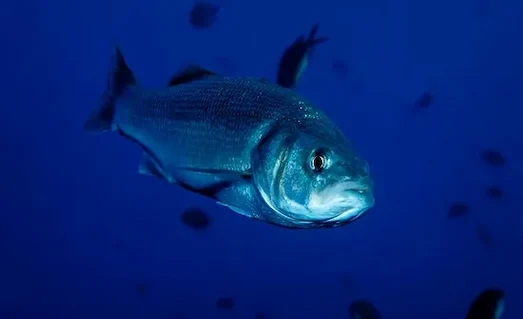 Levrek Avında: Başarıyı Garantileyen Taktikler 2 Levrek (Dicentrarchus labrax) doğal yaşam alanında