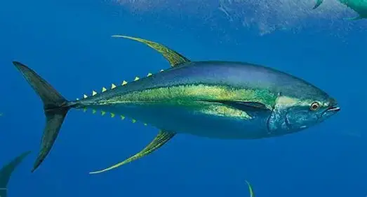 Orkinos Avı: Nerede Bulunur ve Nasıl Yakalanır 3 Orkinos Denize atılan yem balıklarıyla orkinos sürüsü