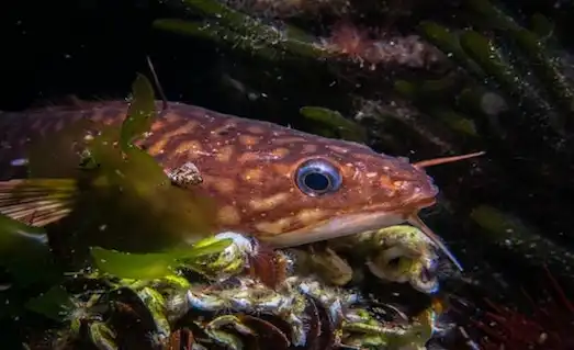 Gelincik Balığı Taşlık ve kumlu diplerde yaşayan Gelincik Balığı