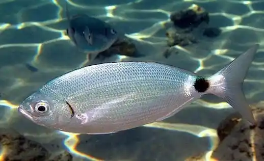 Melanur (Oblada melanura) Özellikleri Hakkında 1 Melanur balığı doğal yaşam alanında yüzüyor.