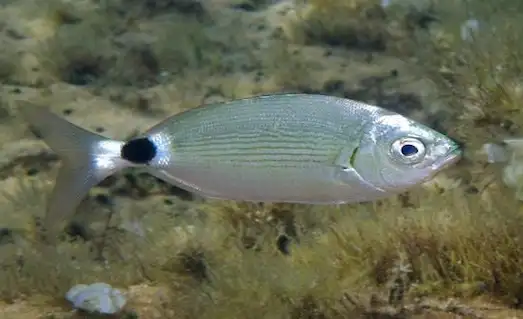 Melanur (Oblada melanura) Özellikleri Hakkında 3 Melanur balığı sığ sularda hareket ediyor.