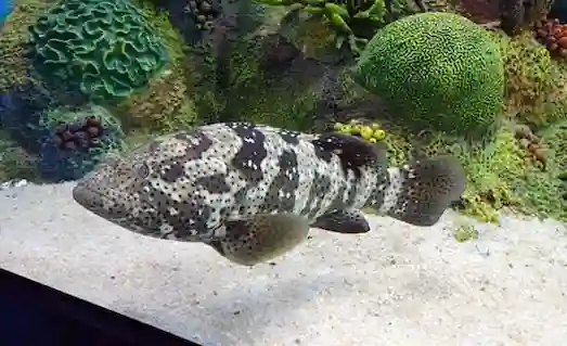 Orfoz balığı kayalık resiflerde saklanıyor, Akdeniz’in büyük predatörü.