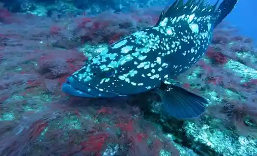 Orfoz balığının güçlü çene ve kaslı baş yapısı detaylı çekim