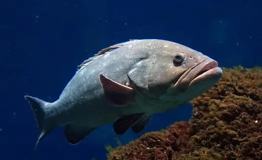 Orfoz balığı avlanırken kısa mesafeli ani hamle yapıyor.