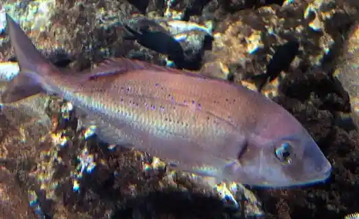 Mercan Balığı Lezzeti ve Özellikleriyle Tanıyın 3 Mercan Kayalık deniz tabanında