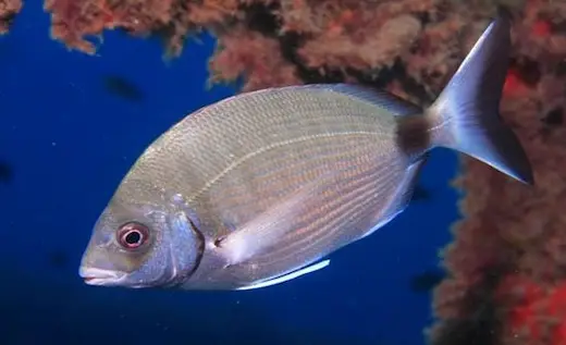 Sargoz Balığı Nerede Yaşar, Nasıl Avlanır 3 Sargoz balığı Diplodus sargus kıyı balığı