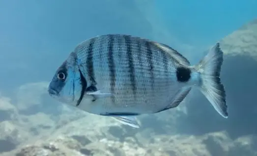 Sargoz Balığı Nerede Yaşar, Nasıl Avlanır 2 Sargoz Diplodus sargus sargoz balığı görünümü