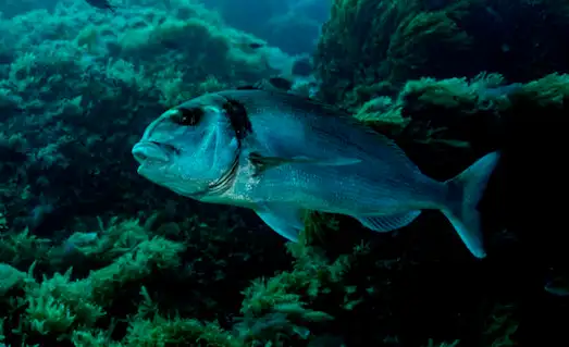Çipura Kayalıklarda dolaşıyor
