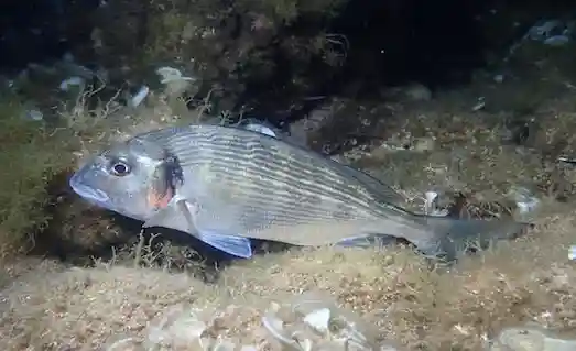 Çipura Beslnme modunda