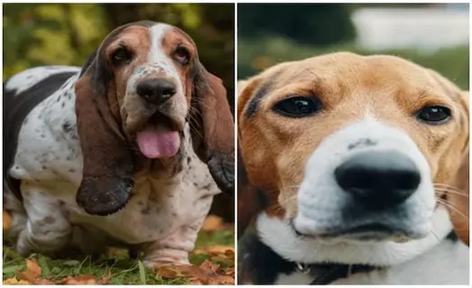 Beagle Basset Hound