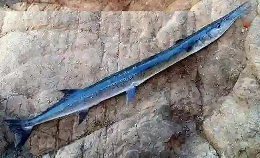 Zargana Nerede Yaşar ve Nasıl Avlanır Taktikler 1 Zargana balığı denizde yüzüyor