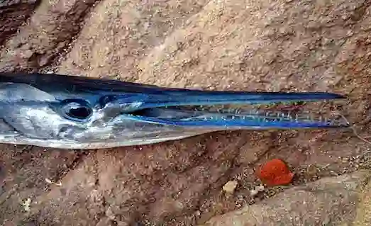 Zargana Nerede Yaşar ve Nasıl Avlanır Taktikler 2 Zargana Kıyıdan avlanan balık