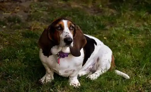 Basset Hound tavşan av köpeği performansı