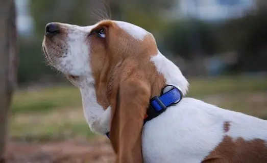 Basset Hound Tavşan av köpeği