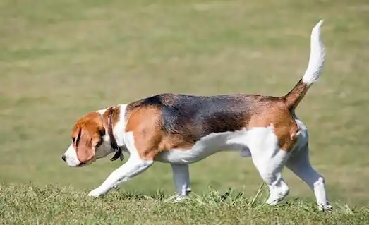 Beagle tavşan av köpeği performansı
