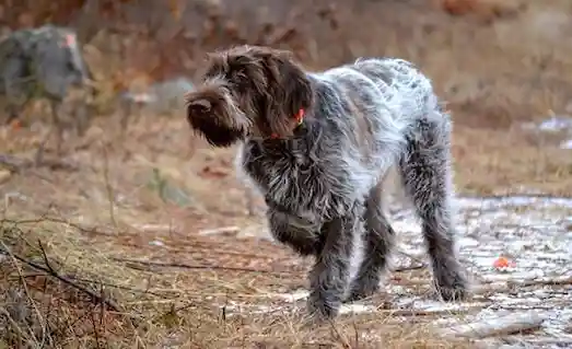 Pointer Griffon avda duran pozuyla