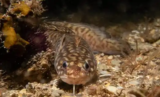 Gelincik Balığı Taşlık ve kumlu diplerde Yaşar