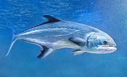 Akya: Denizlerin Güçlü ve Hızlı Yırtıcısı 1 Akya Denizde yüzmekte olan Akya balığı