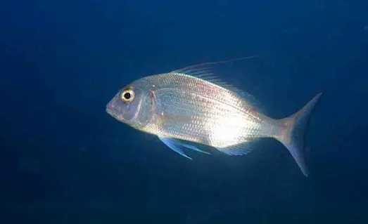 Trança avı sırasında balıkçılık sahnesi