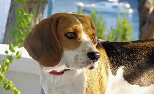 Beagle Tavşan av köpeği