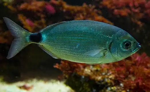 Melanur (Oblada melanura) Özellikleri Hakkında 2 Melanur balığının renkleri ve vücut yapısı detaylı görüntü.