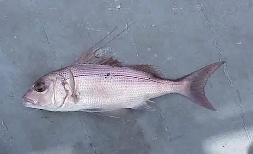 Trança ’nın yaşadığı dip habitatı