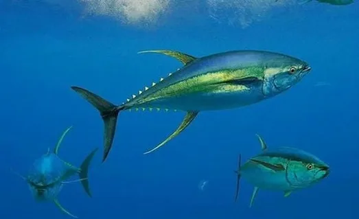 Orkinos Avı: Nerede Bulunur ve Nasıl Yakalanır 4 Orkinos Sürüler halinde toplanmış