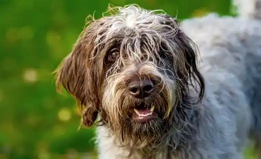 Pointer Griffon
