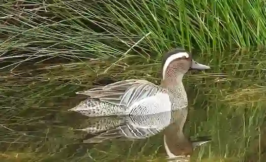 Çıkrıkçın Ördeği sürüsü göç sırasında havada süzülüyor ve sazlık alanlarda konaklıyor.