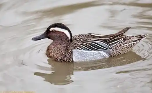 Çıkrıkçın Ördeği suda besleniyor ve sulak alan ekosisteminde aktif rol oynuyor.