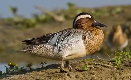 Çıkrıkçın Ördeği sazlık sulak alanda süzülüyor, çevik ve zarif bir göçmen ördek olarak dikkat çekiyor.