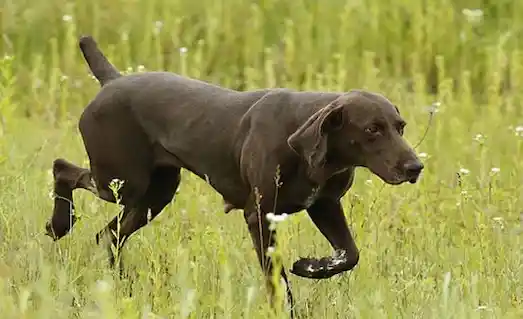 Deutsch Kurzhaar, kısa ve sık tüyleriyle farklı arazi koşullarında etkili bir kuşçu köpektir.