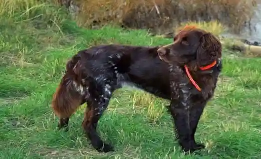 Deutsch Langhaar, dayanıklı ve çevik yapısıyla avcının güvenilir kuşçu köpeğidir.