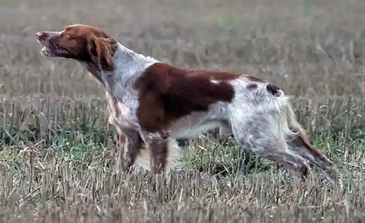 Epagneul Breton Av Köpeği Arazide