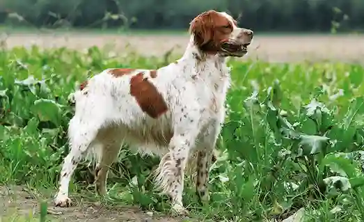Epagneul Breton av köpeği, kısa parlak tüyleri ve çevik yapısıyla av sırasında güven verir.