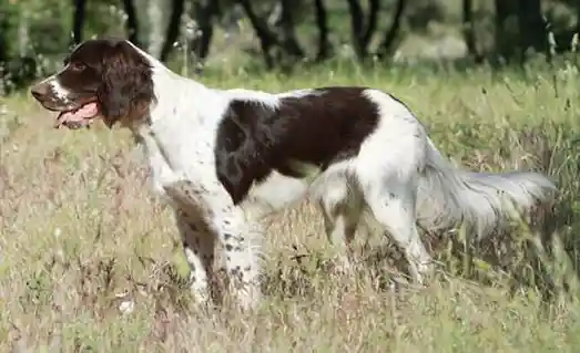 Fransız Spaniel av köpeği, orta boy ve enerjik yapısıyla kuş avında başarılıdır.