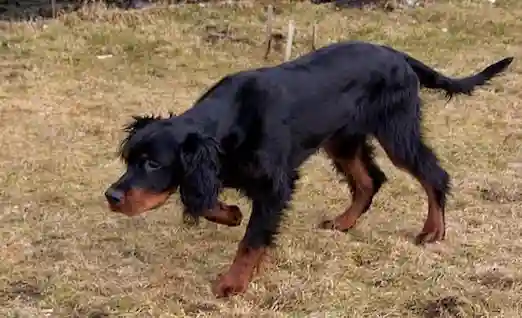 Gordon Setter av köpeği, uzun tüyleri ve zeki karakteri ile kuş avında etkilidir.