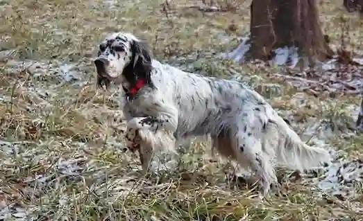 İngiliz Setter av köpeği, orta-uzun boyu ve dikkatli yapısıyla kuş avında başarılıdır.