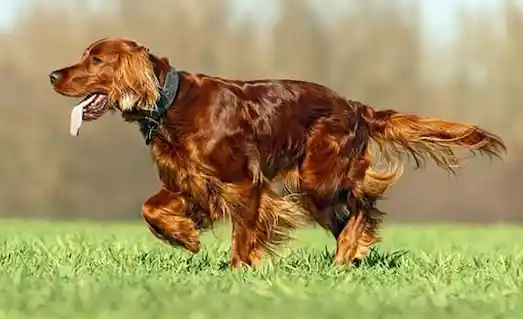 İrlanda Setteri Sahibiyle eğitim sırasında etkileşimde olan köpek