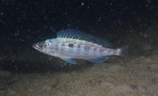 İzmarit Balığı Nerede Bulunur ve Nasıl Avlanır 3 İzmarit balığı sürü hâlinde taşlık kıyılarda yüzüyor