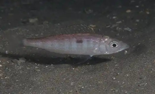 İzmarit Balığı Nerede Bulunur ve Nasıl Avlanır 2 İzmarit balığı kayalık ve taşlık sığ sularda