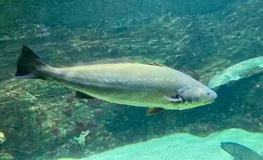 Kaya Levreği Granyöz: Denizlerin Güçlü Avcısı 2 Kaya Levreği Granyöz Akdeniz’de balıkçılar tarafından yakalanan kaya levreği (granyöz)