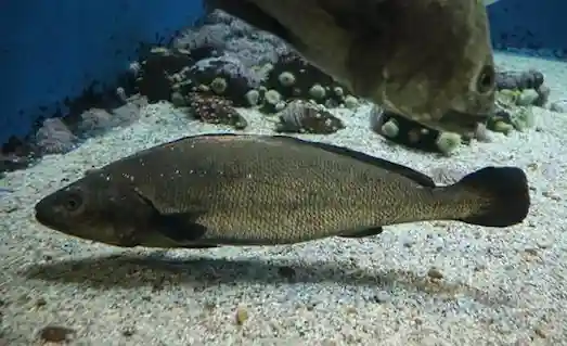 Kaya Levreği Granyöz: Denizlerin Güçlü Avcısı 3 Kaya Levreği Granyöz Sarı ağız özelliğiyle tanınan kaya levreği (granyöz) balığı.