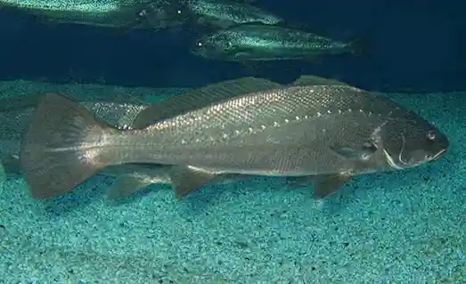 Kaya Levreği Granyöz: Denizlerin Güçlü Avcısı 1 Kaya Levreği Granyöz Balıkçılar tarafından avlanan kaya levreği (granyöz) balığı.