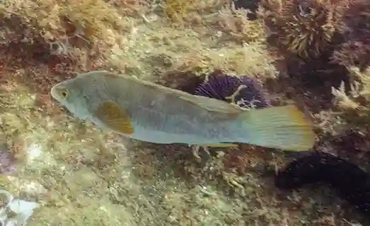 Kikla Lapin Balığı Nerede Bulunur Nasıl Avlanır 3 Kikla Lapin Deniz zemininde tek Başına