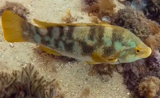 Kikla Lapin Balığı Nerede Bulunur Nasıl Avlanır 4 Kikla Lapin Lapin avlanması için zıpkın veya dip oltayla kullanılan yemler